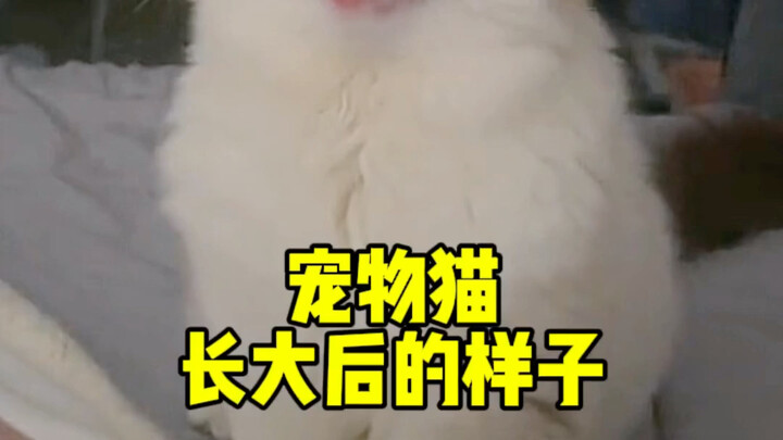 Apa Perbedaan Antara Berbagai Jenis Kucing Saat Mereka Dewasa?