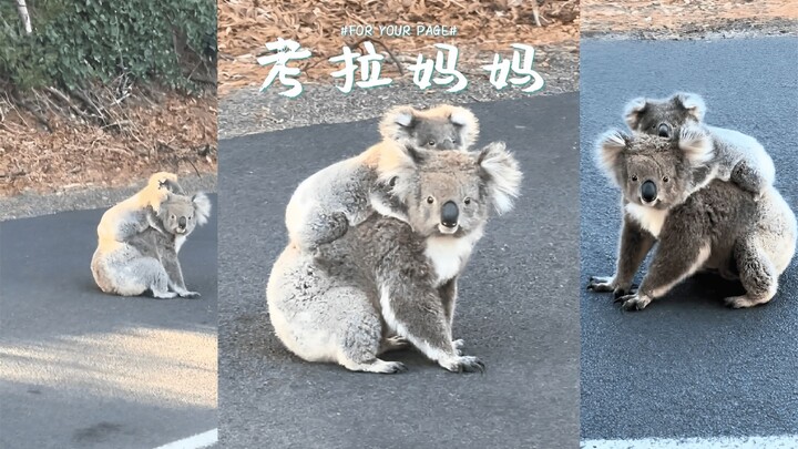 Di tengah jalan raya bertemu seekor induk koala yang menggendong bayinya 🐨