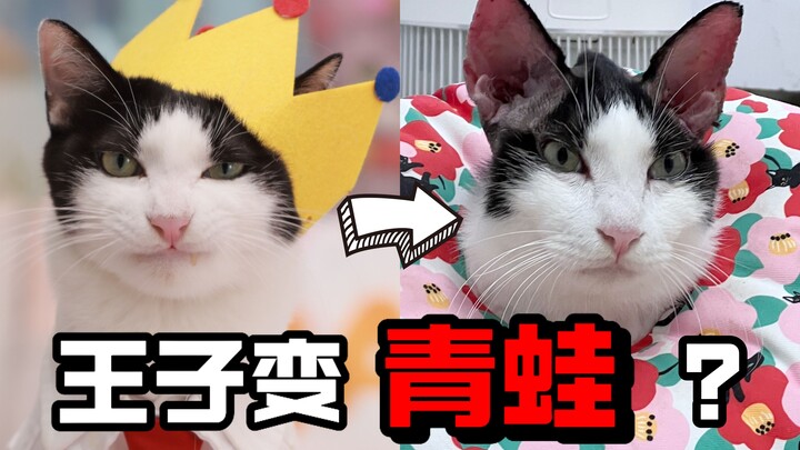 Pangeran kucing berubah menjadi katak? Ternyata disebabkan oleh sebutir kotoran telinga?!