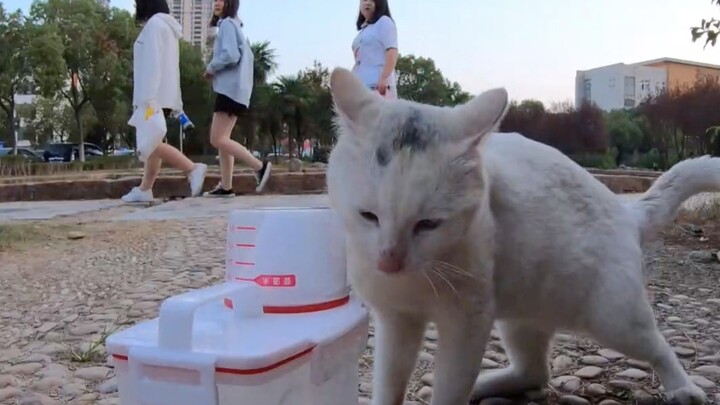 ชายหนุ่มให้อาหารแมวจรจัดจนได้รู้จักสาวผู้รักแมว แต่เพียงชั่วพริบตาเดียวก็ทิ้งแมวแล้วพาสาวกลับหอพัก