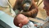 The Orangutan asks to look at the baby ❤️ Funniest Animal Videos