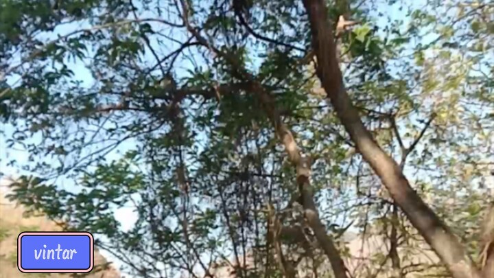 vintar, ilocos norte