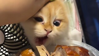 Cat: Mom! I haven’t eaten for three whole seconds!