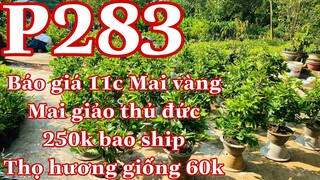 mai vàng chơi tết p283 📲0706938527 Quế Anh | báo giá 11c mai vàng + mai vàng chơi tết giá 250k