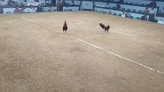 Prh peacomb Win at San Carlos Palawan