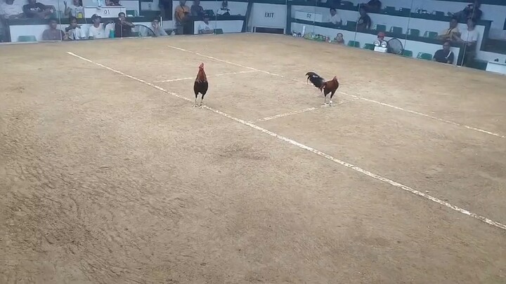 Prh peacomb Win at San Carlos Palawan