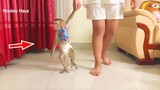 Good Sister Teach Baby Monkey Maya Two Walk With Two Leg