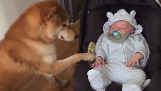 สุนัขและทารกที่น่ารักเป็นเพื่อนที่ดีที่สุด - Dogs Babysitting Babies Video