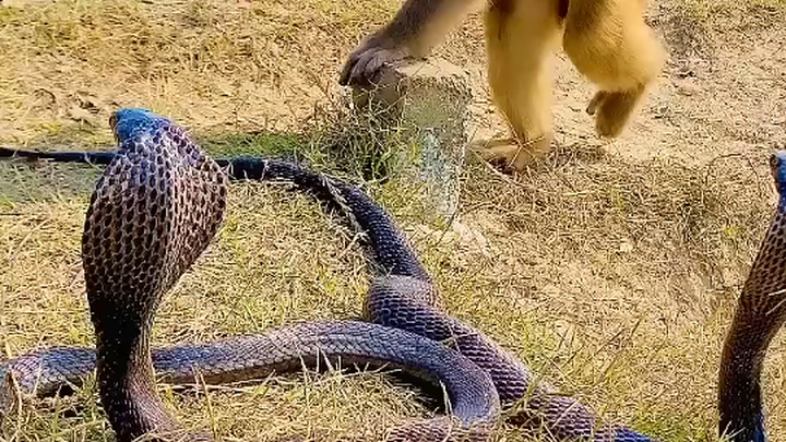 أيها الكوبرا، حتى إنك تجرؤ على التنمر على الأخ القرد، ابتعد فورًا إلى جانب آخر