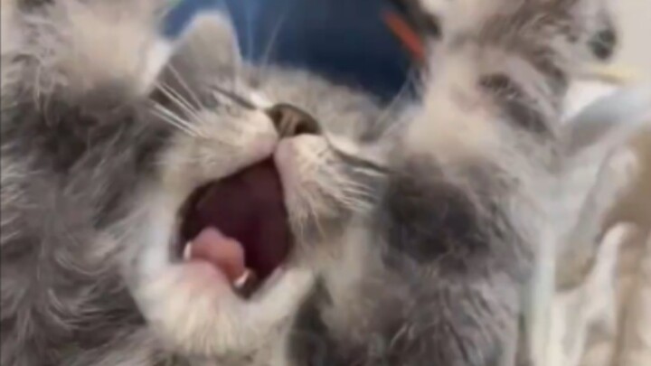 You yawn so much—don’t you value your life?