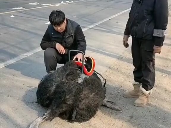An ostrich that had been raised for several years was killed in a collision, leaving the owner heart