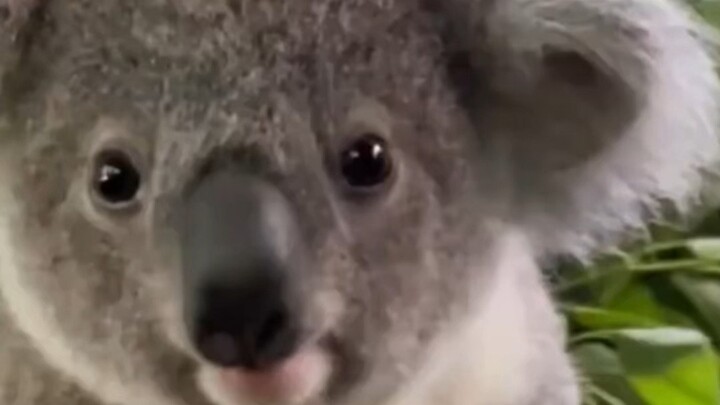 No wonder the koala is called the “dumbest national treasure”! (Video for reference only)