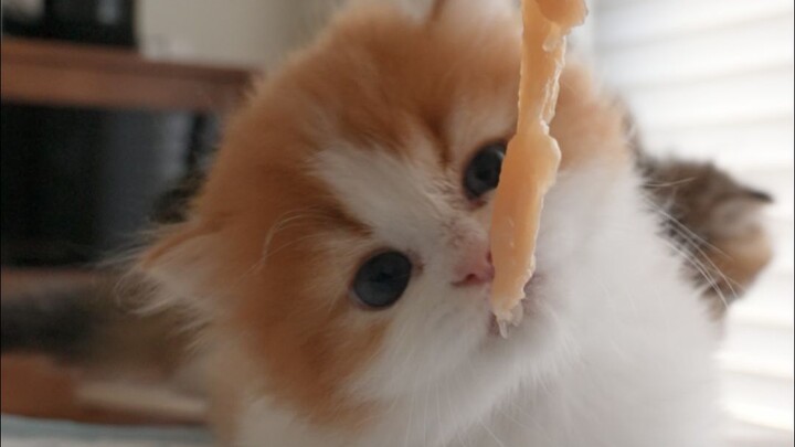 เมื่อลูกแมวตัวน้อยกินเนื้อเป็นครั้งแรก: หอมจริงๆ!