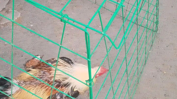 our fighting chicken guys,we need to feed it to build a warrior for our future...