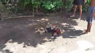 spar muna sila