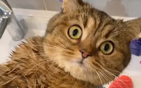 Cat: Thank goodness it was just a dream.