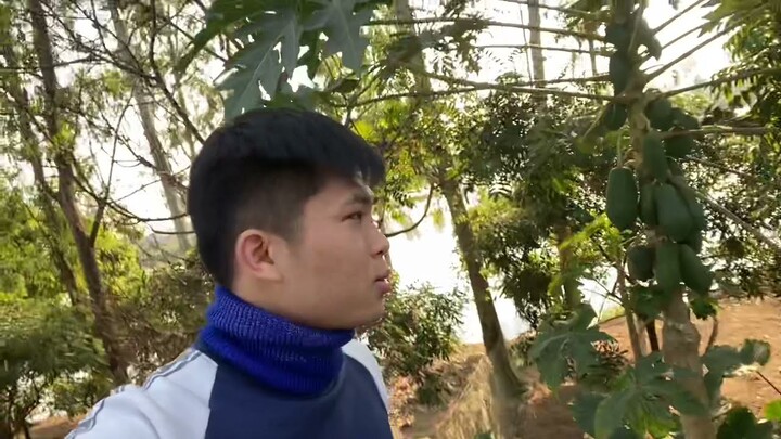 Discovered Trees Enough To Grow Wild On The Roadside With Many Fruits