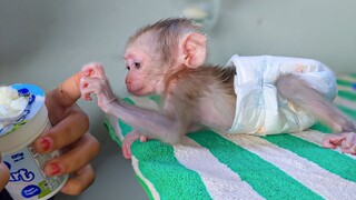 First Time For TIny Baby Monkey Luca Taste The Yogurt, Luca come to hold Mom's finger request Yogurt