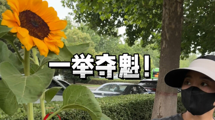 لقد استعدنا تكاليفنا بالفعل أمس، لكن دوار الشمس الذي سيكون ختام عرضنا لم يظهر بعد!