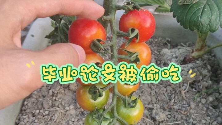 سُرقت أطروحة تخرج طالبة زراعة وأكلت. بعد أن أكلت الأبقار مواد تجارب أختي الكبرى، أكلت طماطمي أيضًا. 