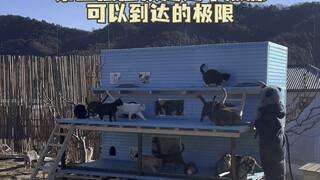 Cats from various tribes gradually gather in the heated cat kennels, which will become the main town