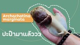 [เลี้ยงหอยทาก]EP3 แชร์ประสบการณ์เลี้ยงน้อง​หอยทาก​ยักษ์​ | Albino Archachatina marginata
