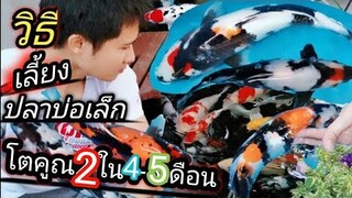 ปลาคาร์ฟบ่อเล็กโตเร็วเลี้ยงเองได้ง่าย