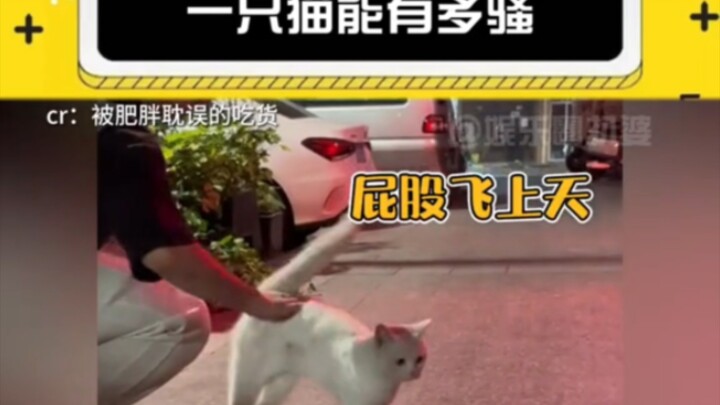 How flirty can a cat get? #LaughEveryTimeYouWatch #AnimalsDoingWeirdThings