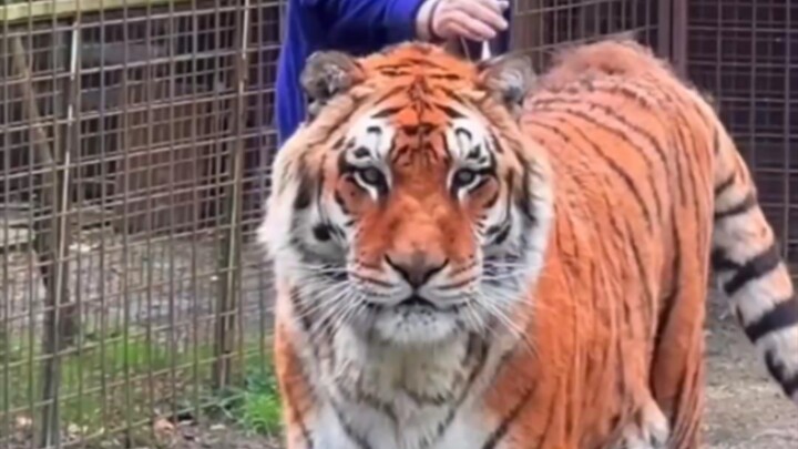 هذا القط الكبير برتقالي جدًا! لونه مثل لون تيغر، أليس كذلك؟!