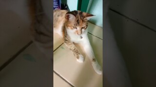 pake topi mama #shorts #viralshorts #comedy #kucinglucu #cat