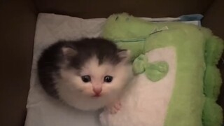 Family, can you believe it? The first time we met, it actually started imitating me! It's so cute~