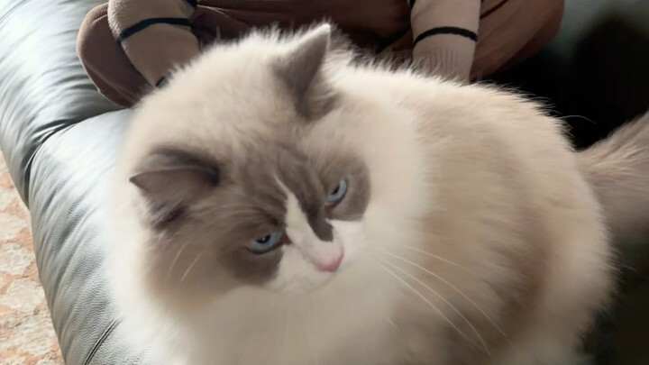 My pregnant cat stepped on me—so I made her pay for it for the rest of her life… #PetsAndBabies