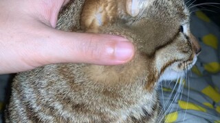 Mèo Nằm Lên Người