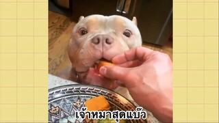 เพื่อนตัวน้อย สัตว์เลี้ยงแสนซน : เจ้าหมาสุดแบ๊ว