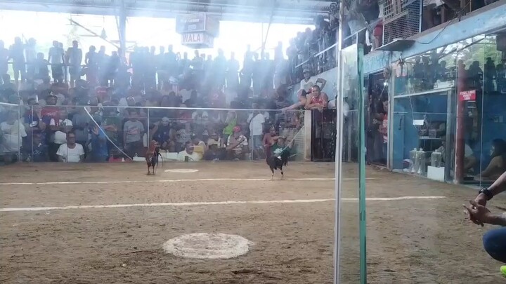 Golden boy derby winner at magdugo cockpit arena 2x winner 🔥