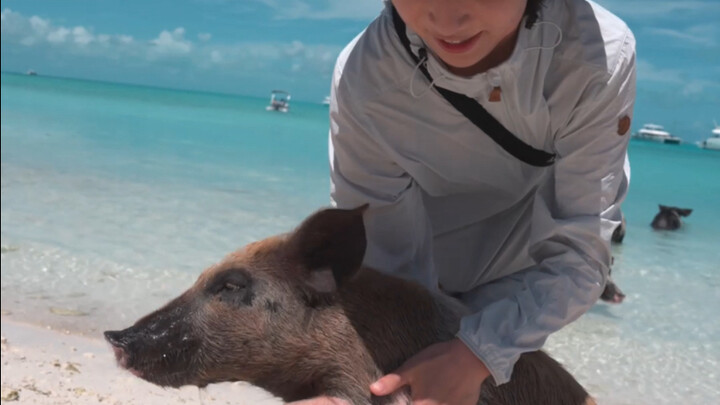 Discover the most peculiar island in the books—Pig Beach in the Bahamas!