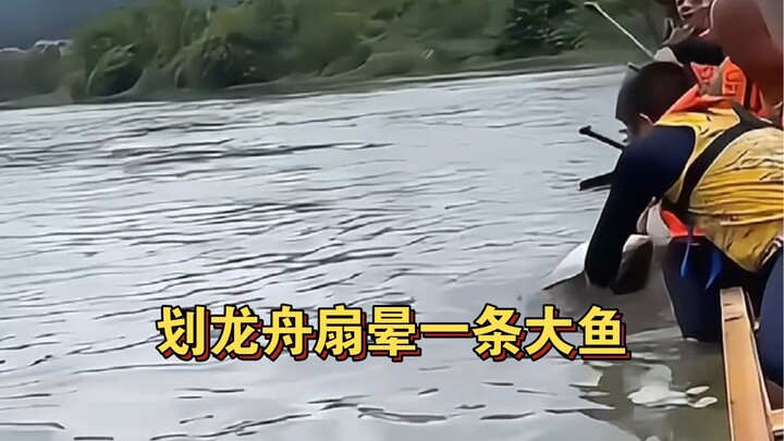 พายเรือมังกรจนทำให้ปลาตะเพียนตัวใหญ่ที่มาชมงานหน้ามืดไปหนึ่งตัว