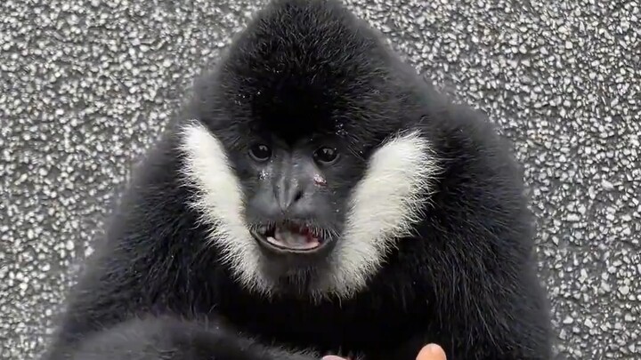 This is the cutest monkey, isn't it?