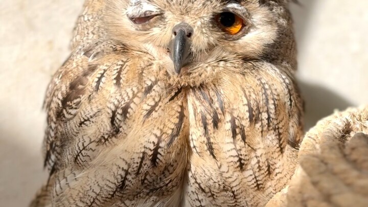 ห้าความลับเล็กๆ ของนกฮูก