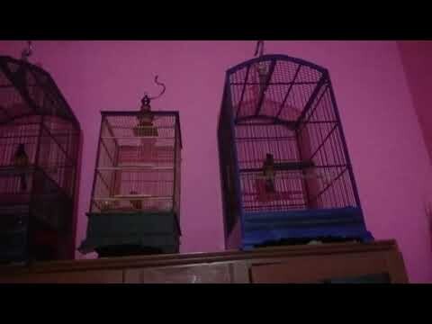 Coba trek murai trotol 2 bulan