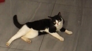 猫猫：死嘴，快夹住啊～