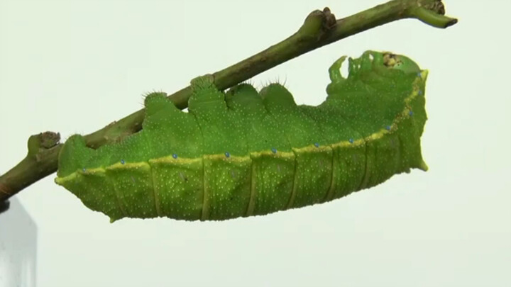 The cute little bug that chirps when you pinch it—Mimosa Pudica Moth