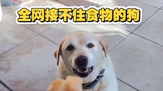 The crème de la crème of dogs: a Labrador can't catch food for six years, while a German Shepherd pa