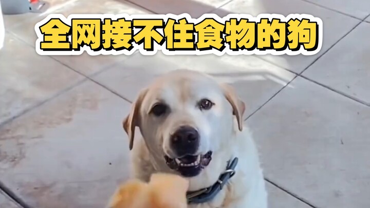 The crème de la crème of dogs: a Labrador can't catch food for six years, while a German Shepherd pa