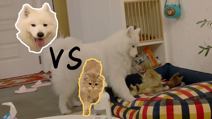 【Hai người một chó】Đánh nhau rồi! Kẹo dẻo Samoyed quá nhiệt tình, mochi tức đến mức cắn chân, mẹ: “K