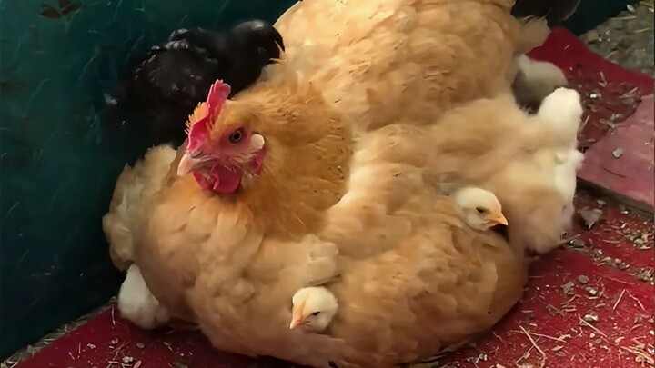 Who wouldn’t want to keep an unbelievably cute, adorable hen as a pet?