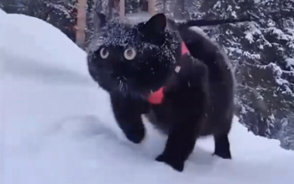 Eyes wide as copper bells