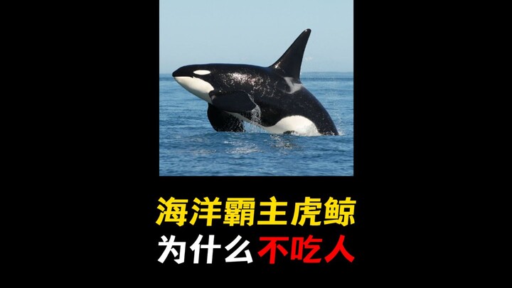 Why is the orca called the "street hustler of the ocean," and does it really never harm humans?