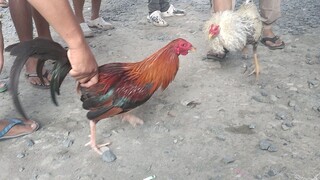 malabon pet tiange solid Mga manok dito One to sawa sa spar