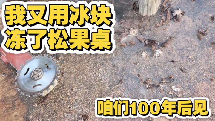 我又“冻”了100颗松果当茶几，梦想未来能收录博物馆！